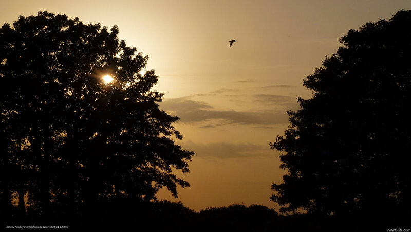 Sunset with silhouetted trees