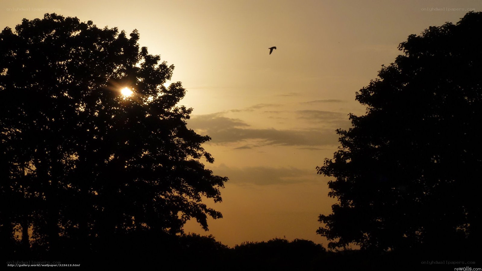 Sunset with silhouetted trees
