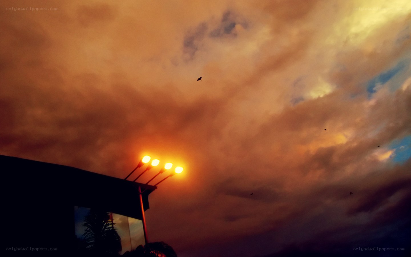 sunset with streetlights and birds