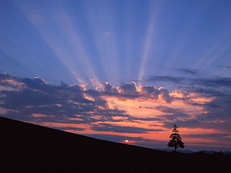 Sunset with sunbeams and lone tree