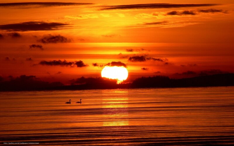 Sunset with swans on water