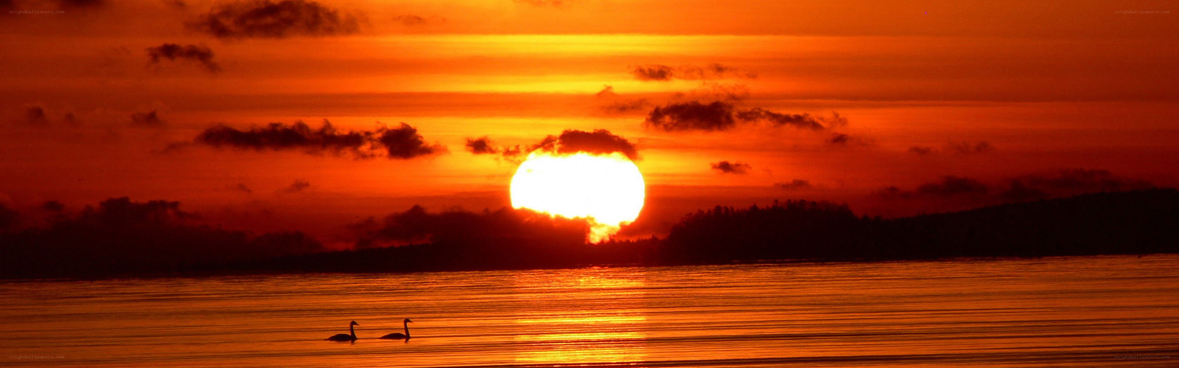 Sunset with swans on water