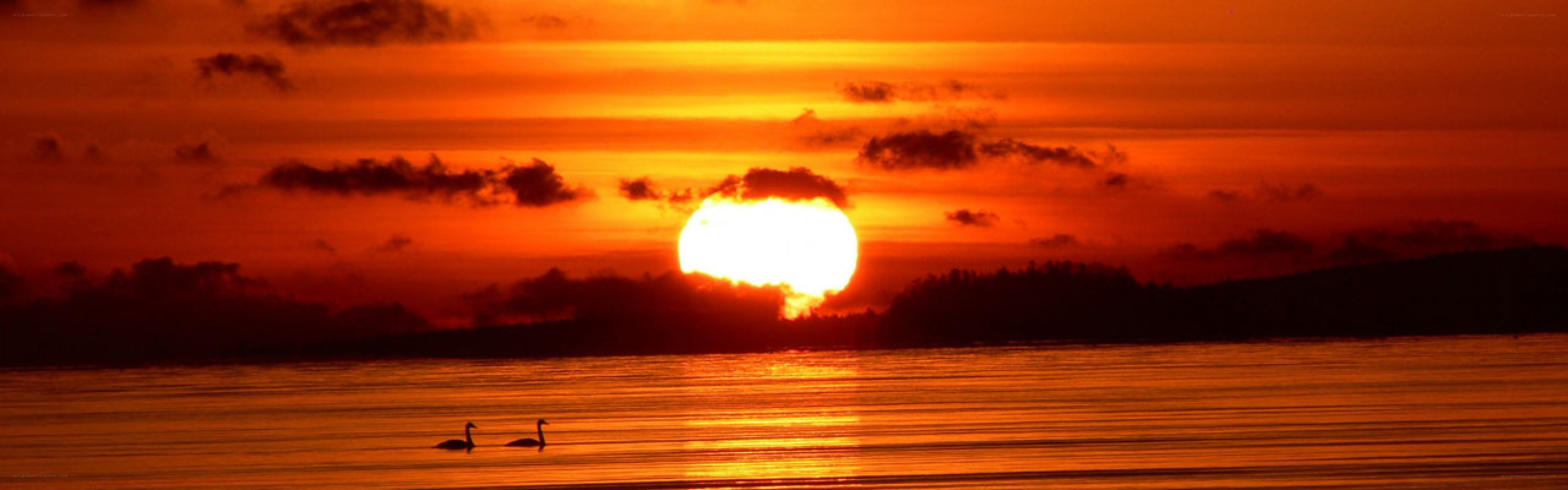 Sunset with swans on water