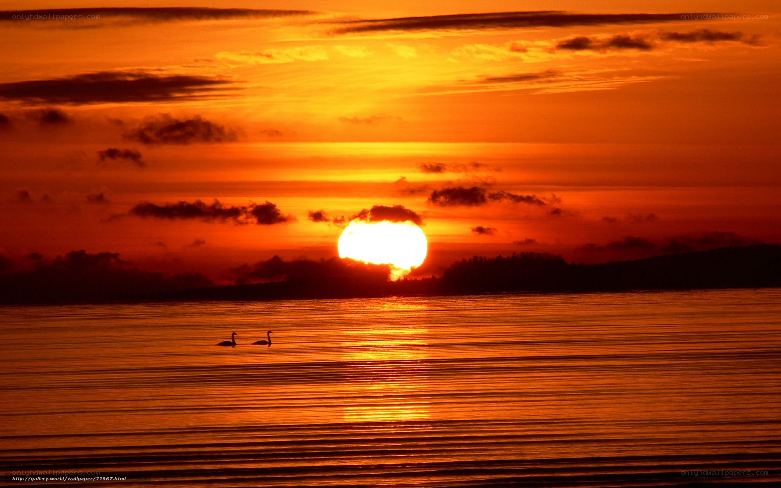 Sunset with swans on water