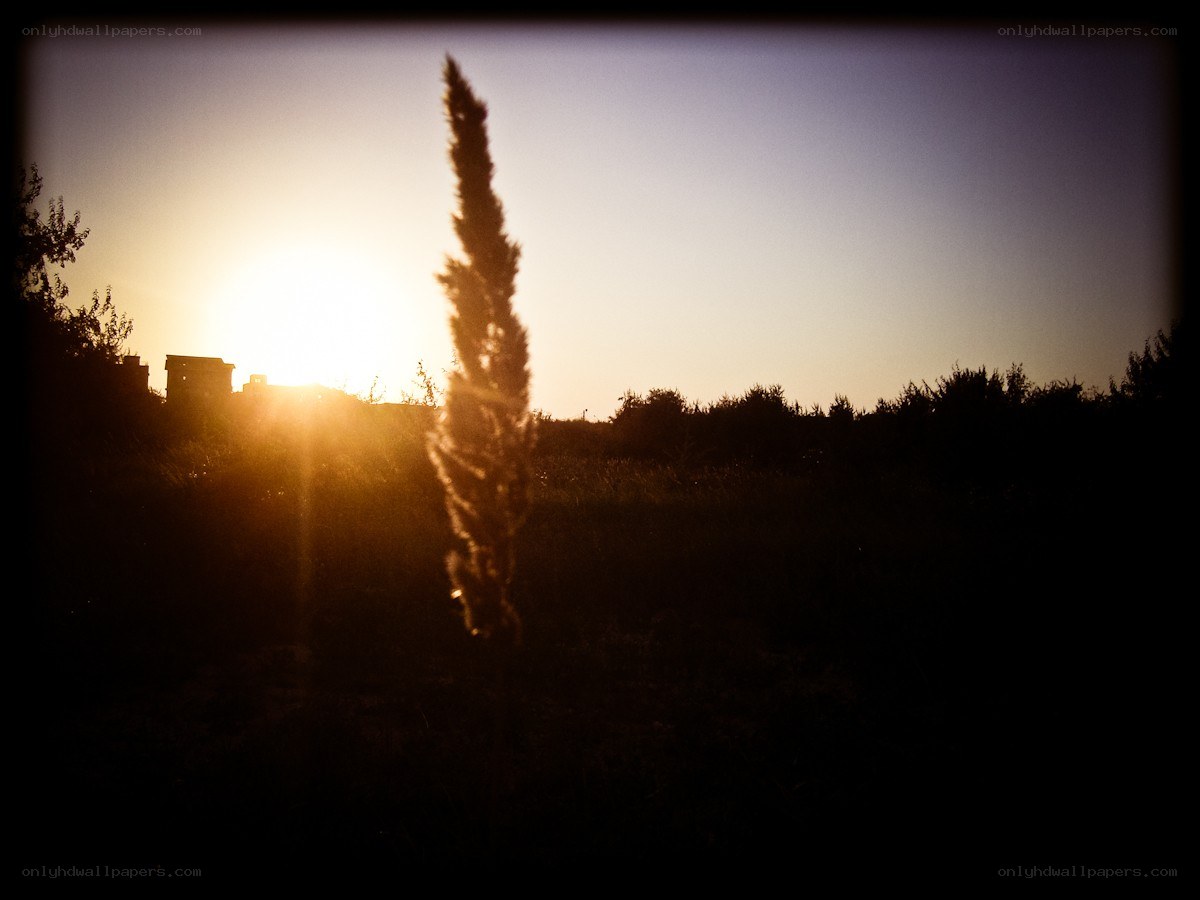 Sunset with tall grass silhouette