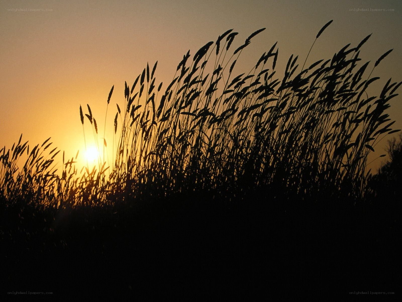 Sunset with tall grass silhouette