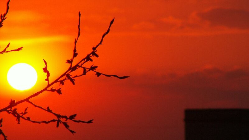 Sunset with tree branch