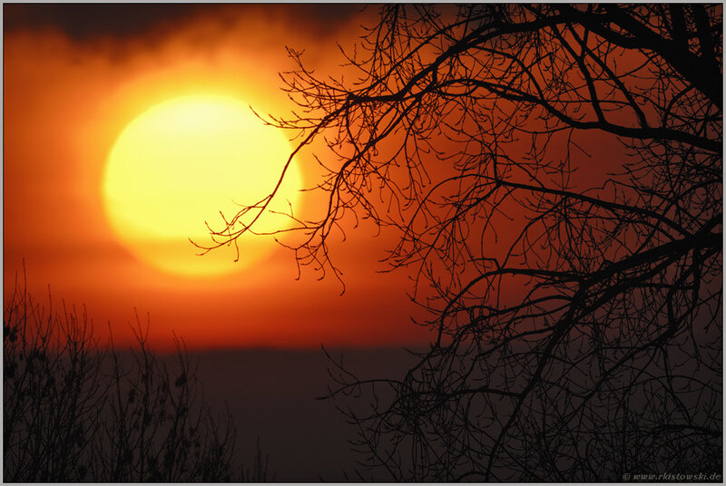 Sunset with tree branches