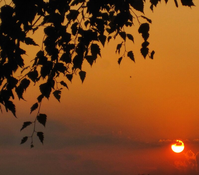 Sunset with Tree Branches — Orange