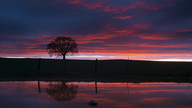 sunset with tree reflection
