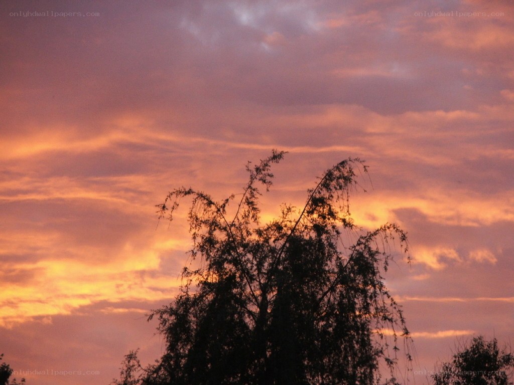 sunset with tree silhouette