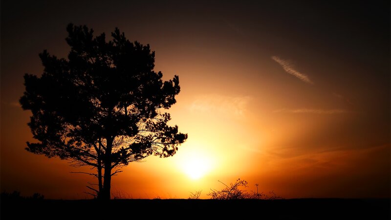 sunset with tree silhouette