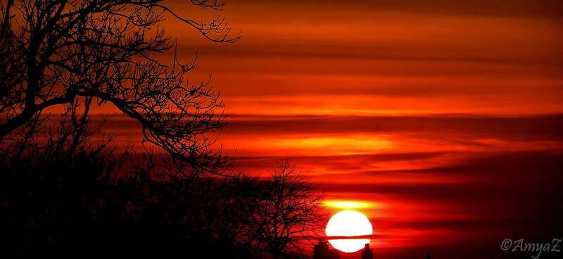 Sunset with tree silhouette
