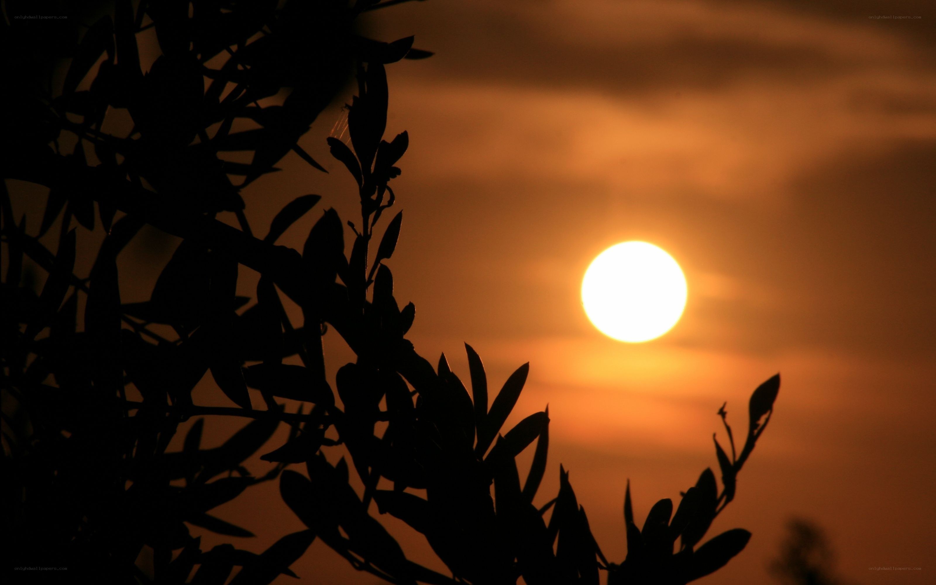 Sunset with tree silhouette