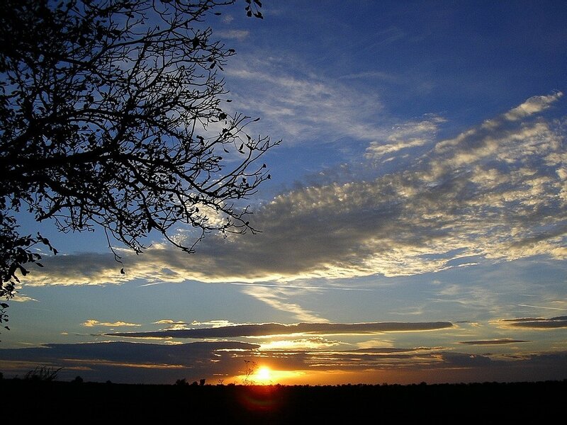 Sunset with tree silhouette
