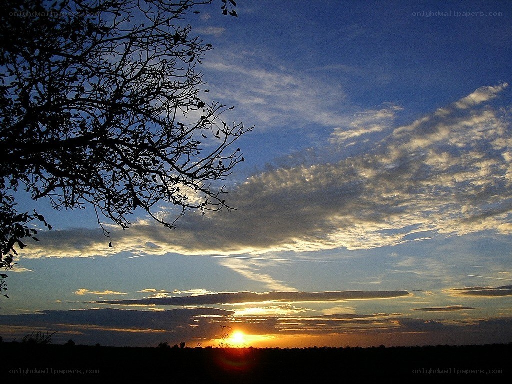 Sunset with tree silhouette