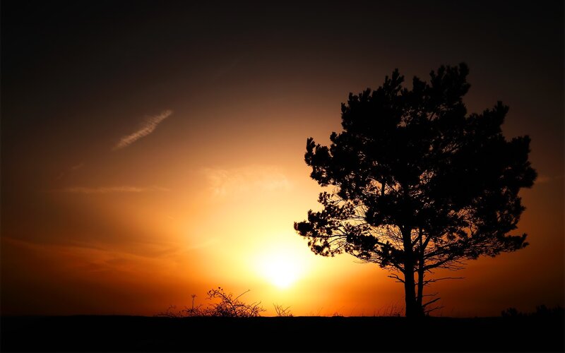 sunset with tree silhouette
