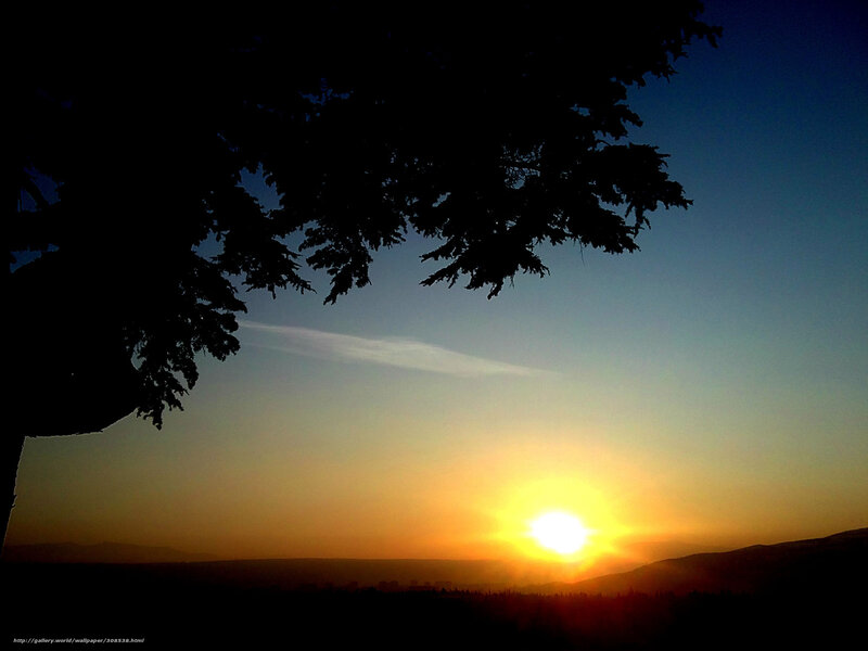 Sunset with tree silhouette