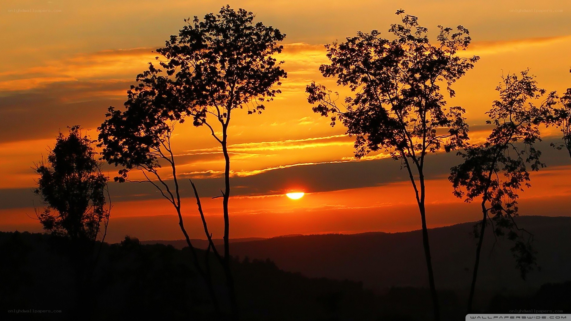 sunset with tree silhouettes
