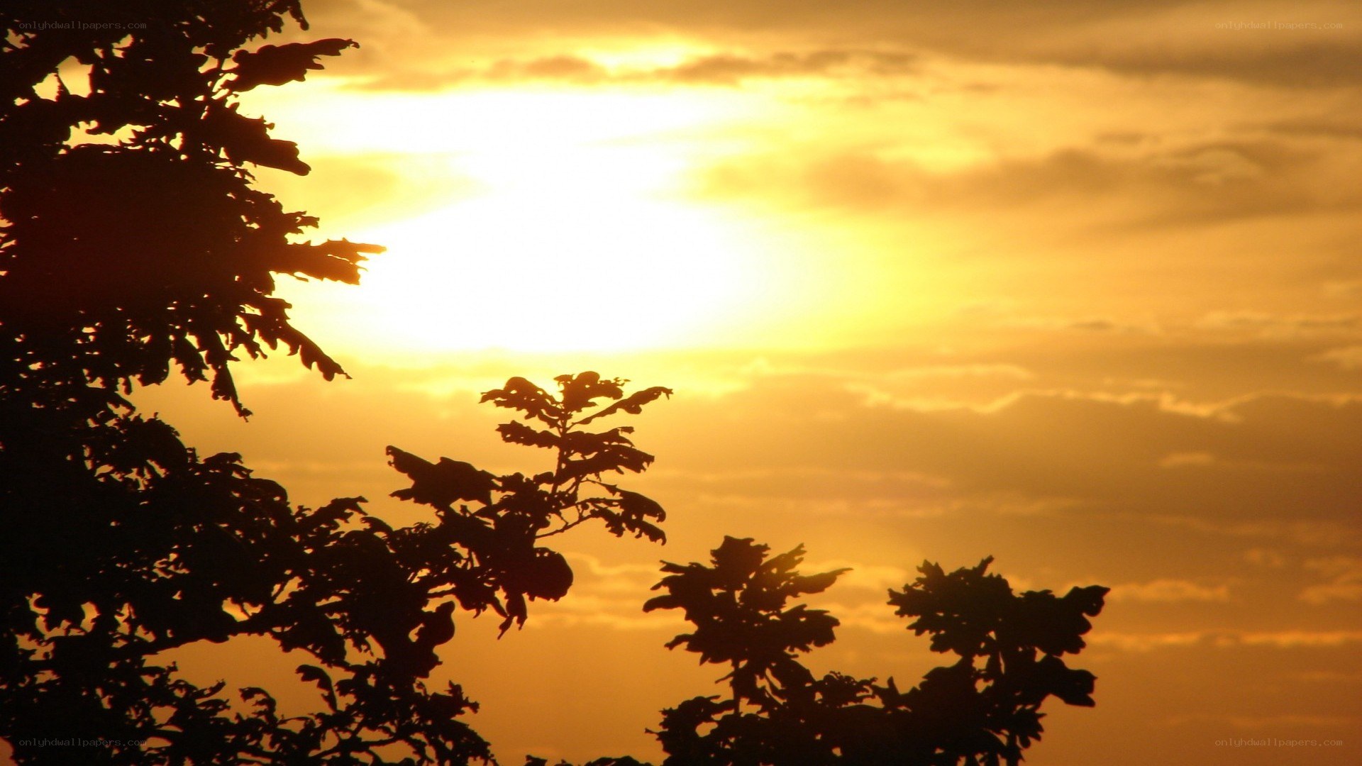 sunset with tree silhouettes