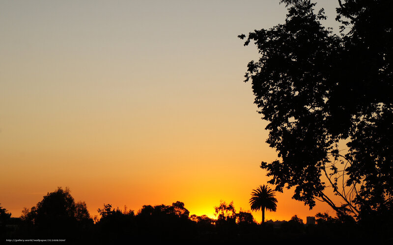 Sunset with tree silhouettes
