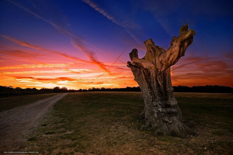 Sunset with tree stump