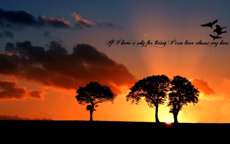 Sunset with trees and birds