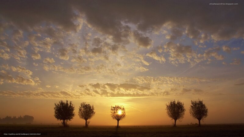 Sunset with trees in field