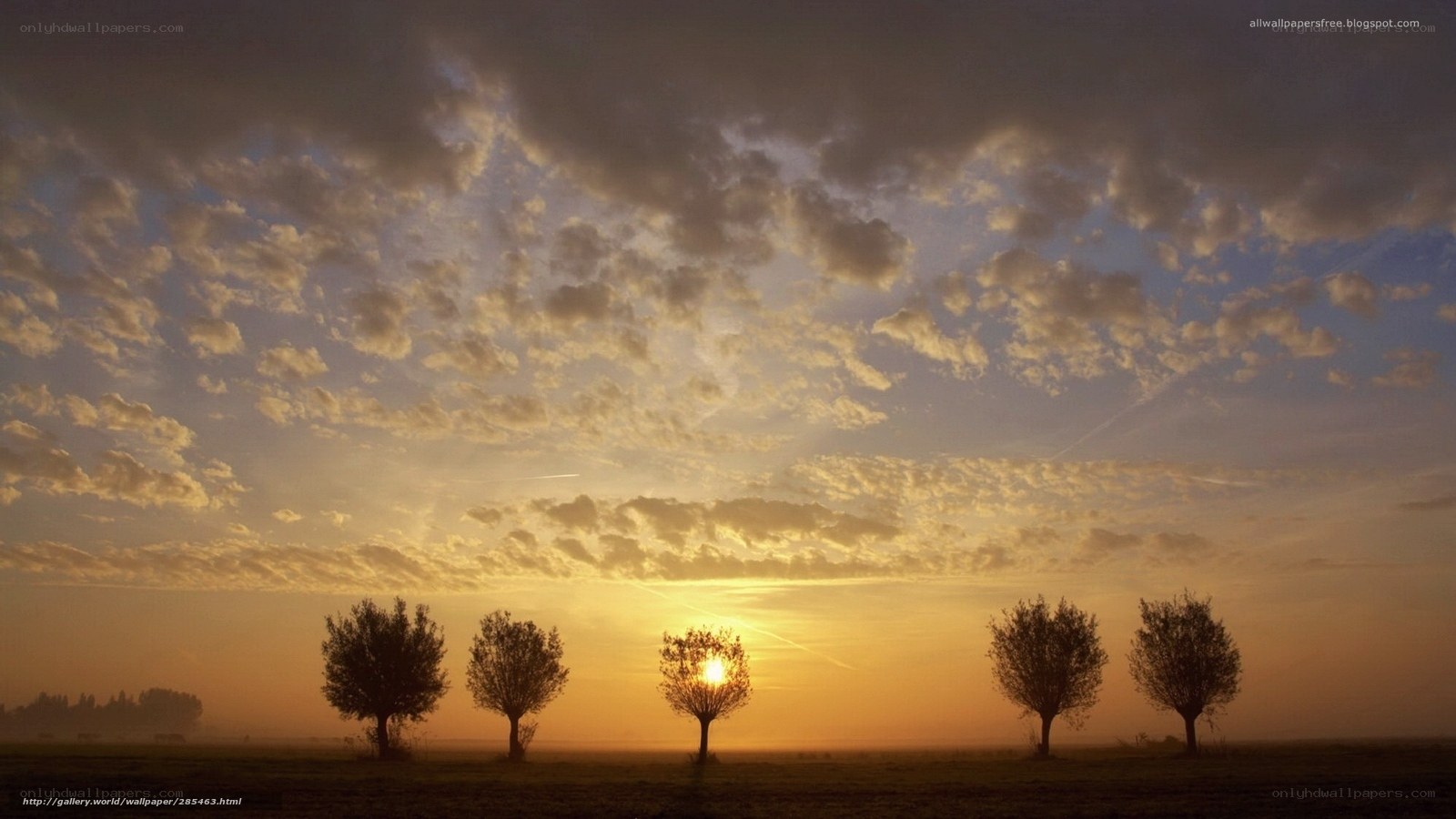 Sunset with trees in field