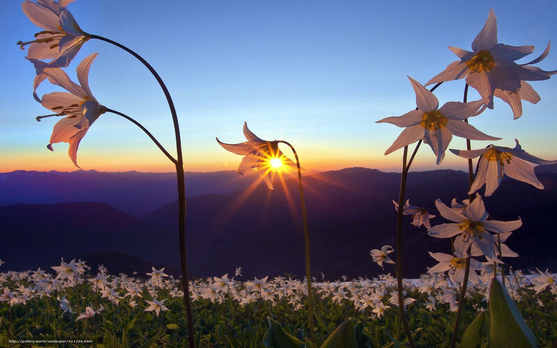 Sunset with white flowers