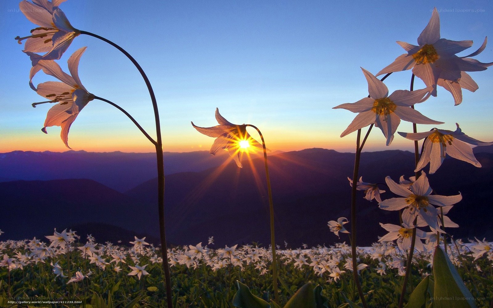 Sunset with white flowers
