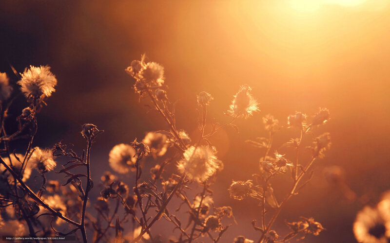 Sunset with Wildflowers