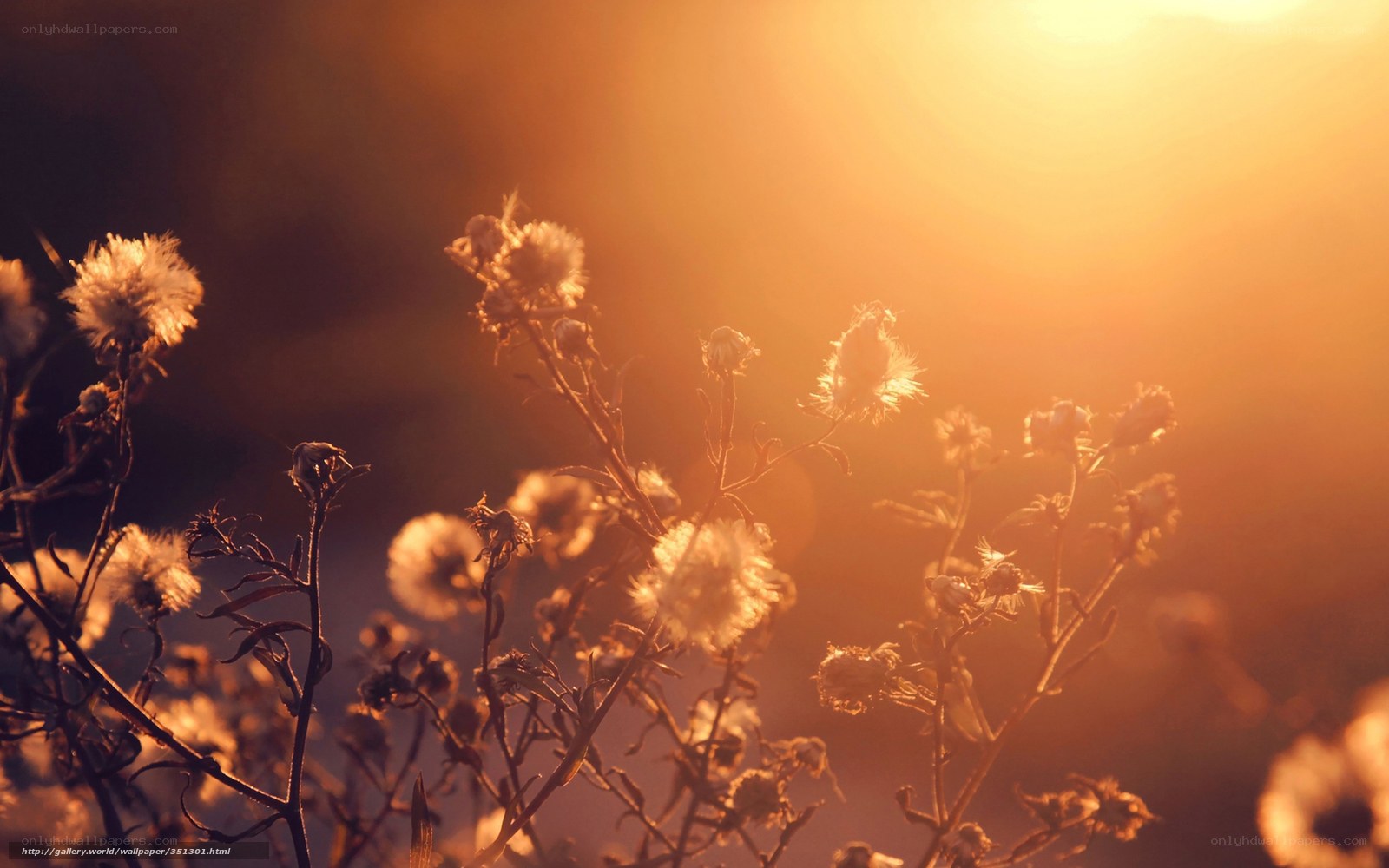 Sunset with Wildflowers