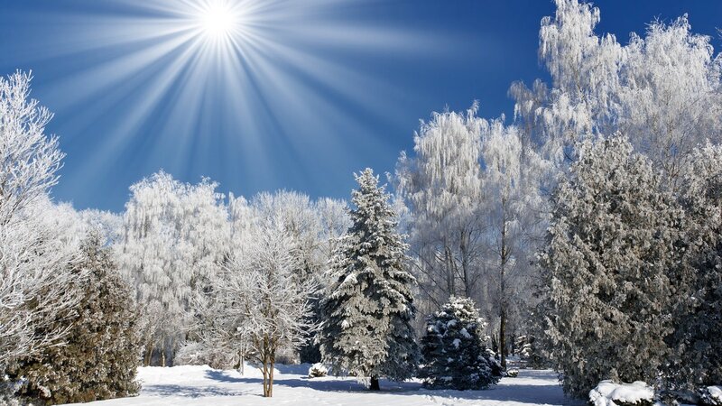 Sunshine on a snowy forest