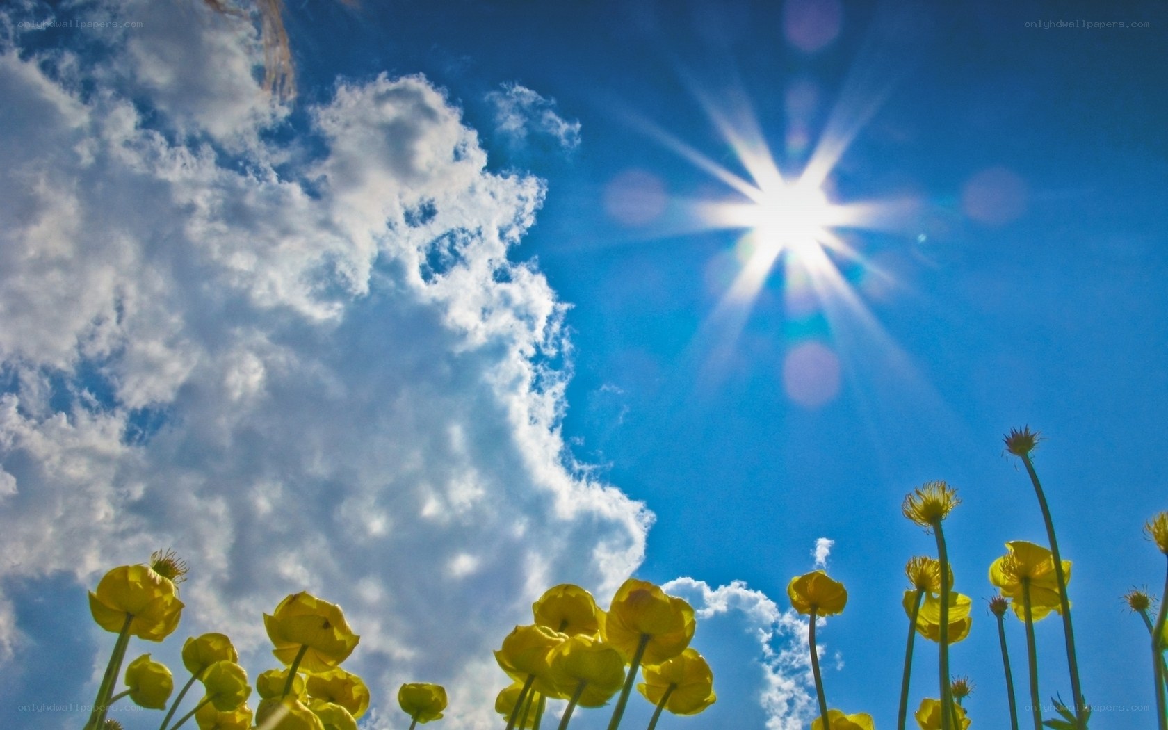Sunshine over yellow flowers