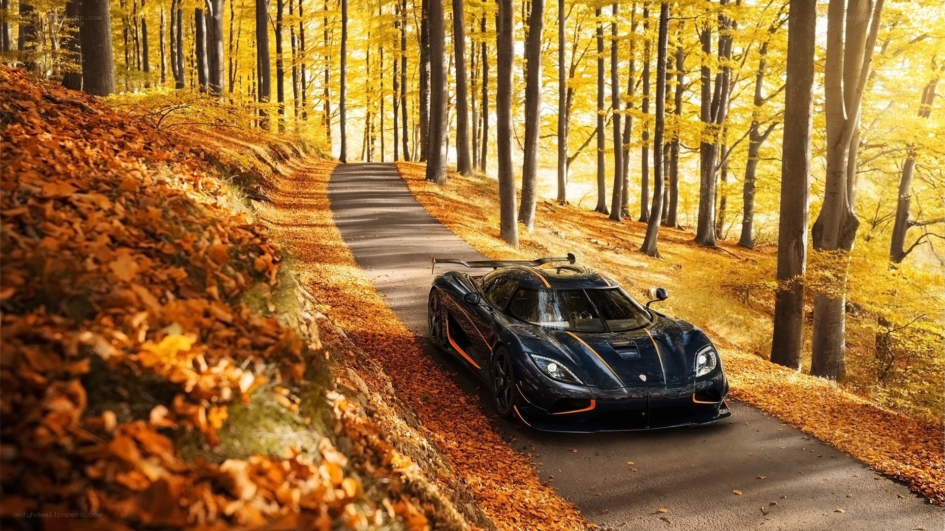 Supercar in autumn forest