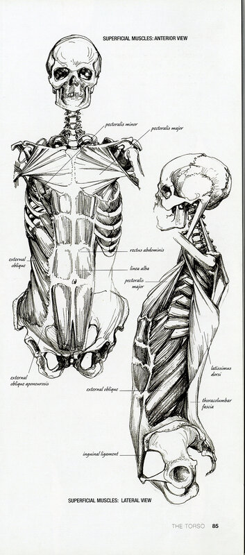 Superficial Muscles of the Torso