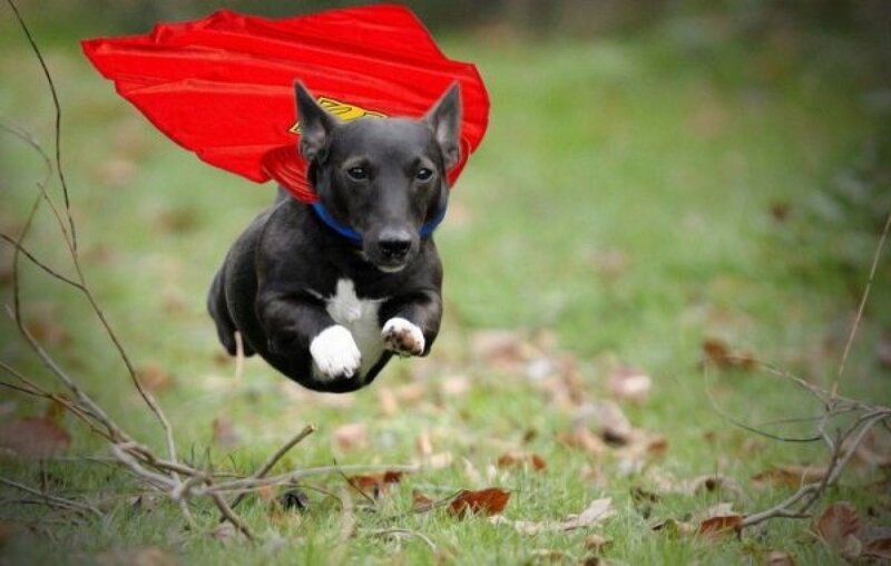 superhero dog in flight