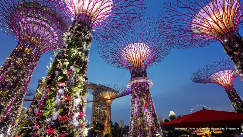 Supertree Grove