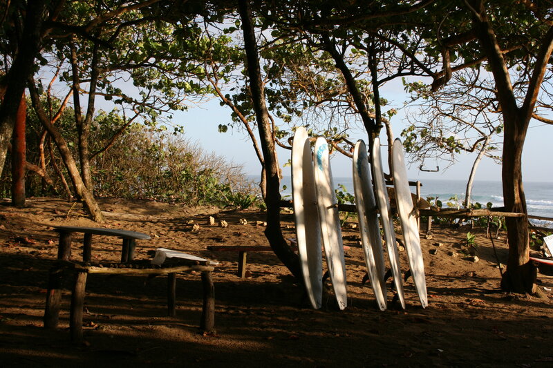 Surfboards under trees by the sea