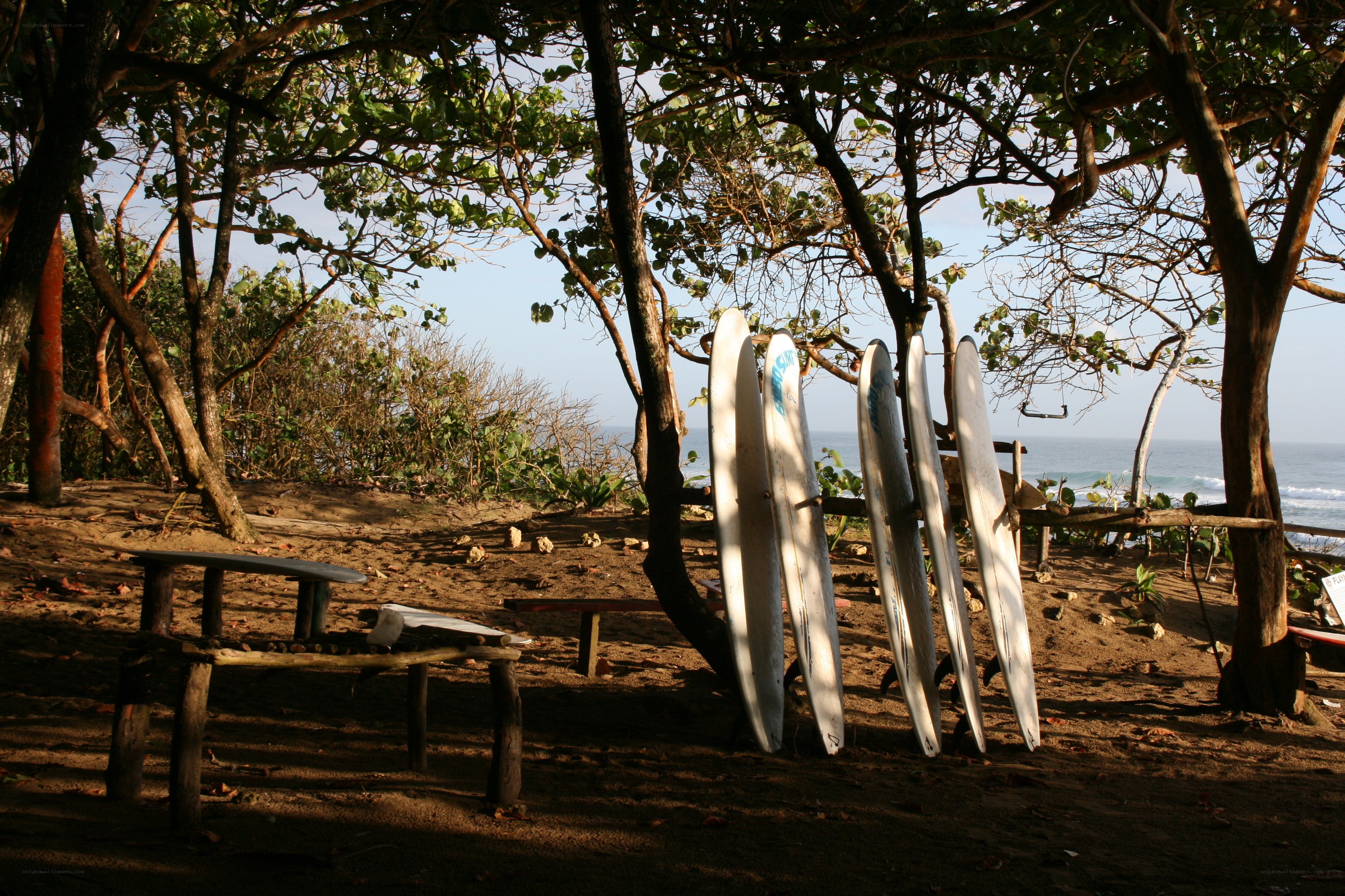 Surfboards under trees by the sea