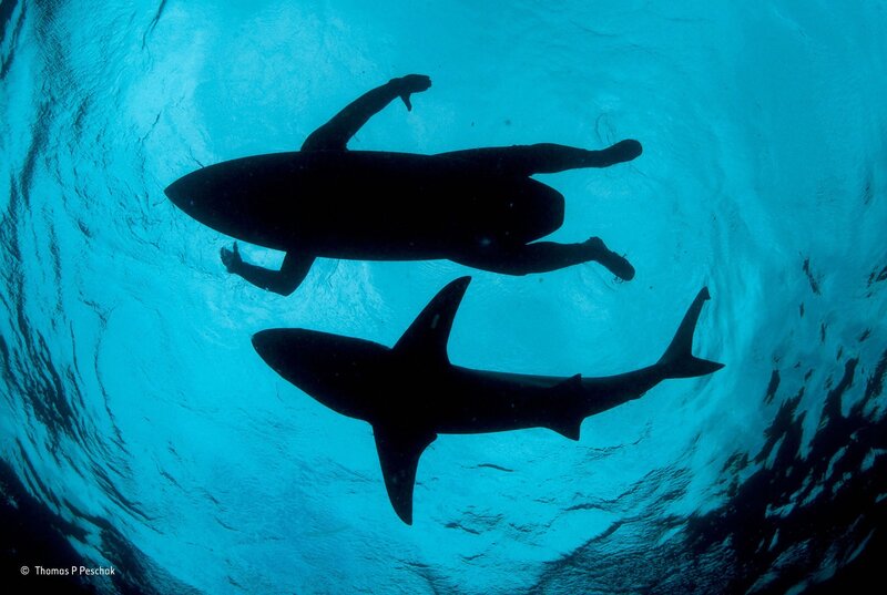 Surfer and Shark Silhouette