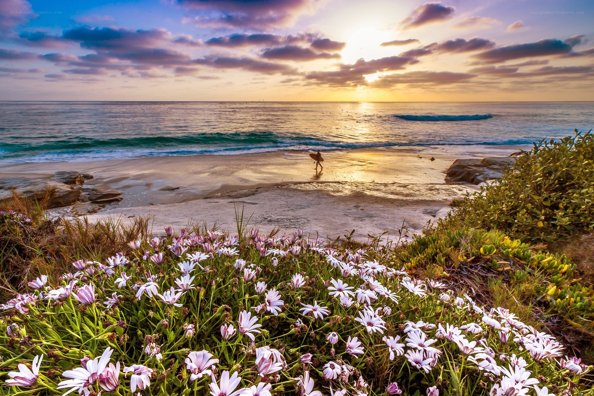 Surfer at sunset on a flowered beach