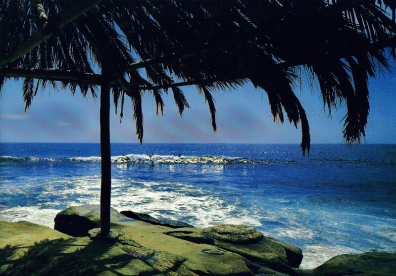 Surfer Near Palm Tree