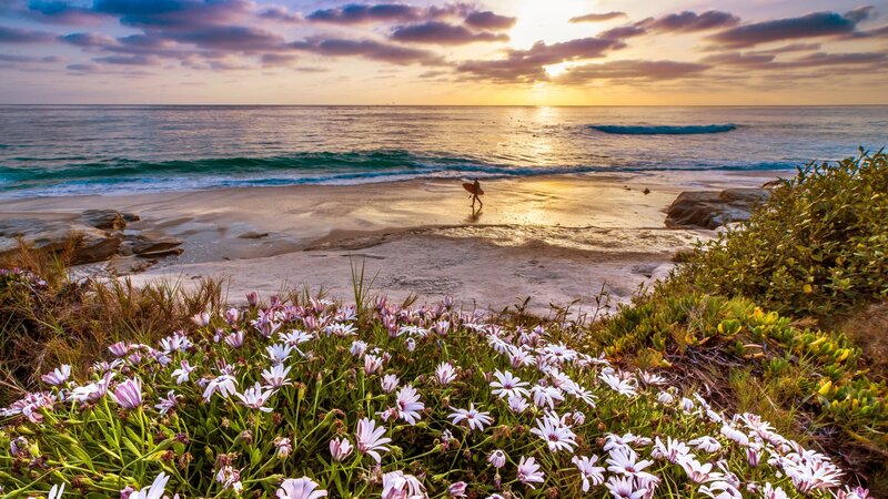 Surfer Walking on Beach — Purple