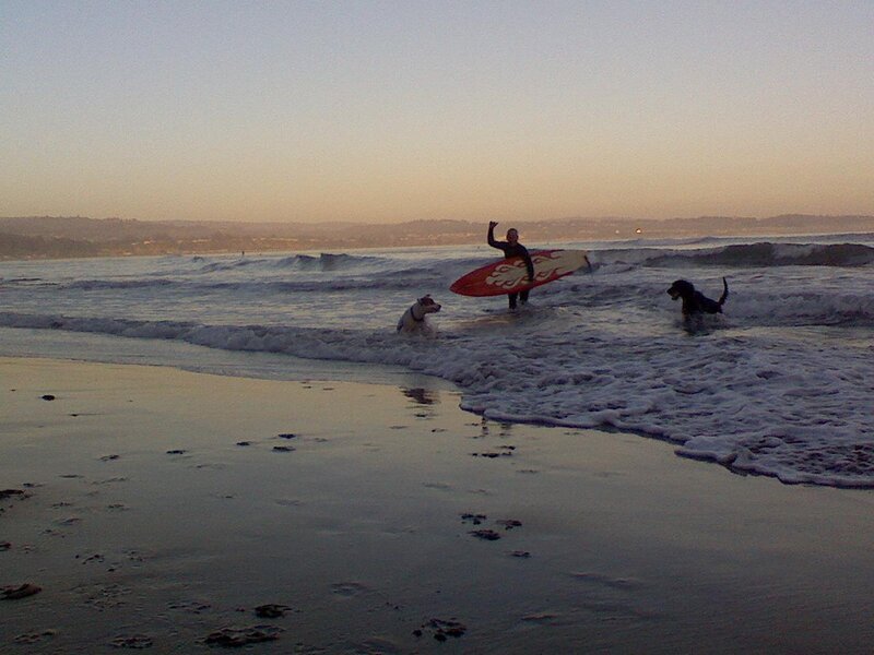 Surfer with dogs at sunset