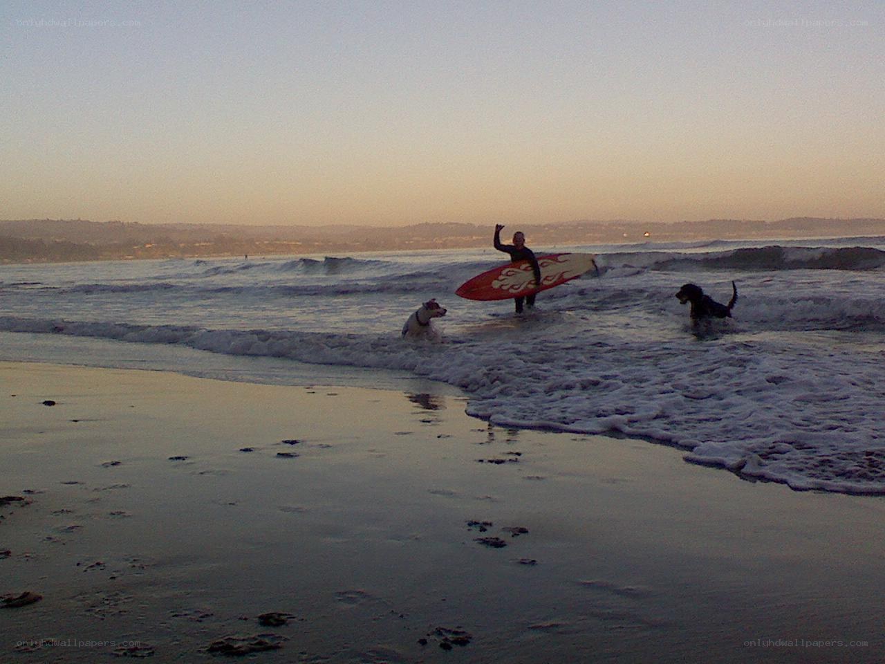 Surfer with dogs at sunset
