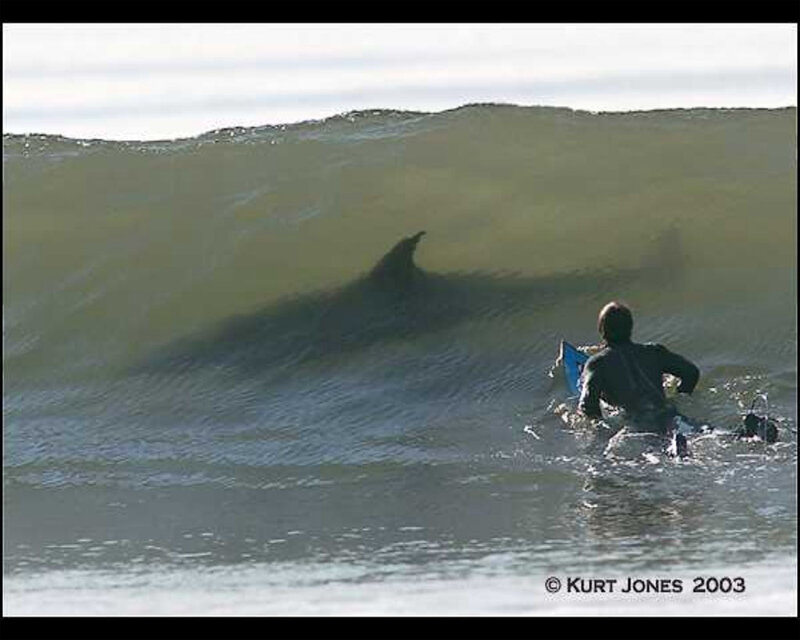 Surfer with dolphin in wave