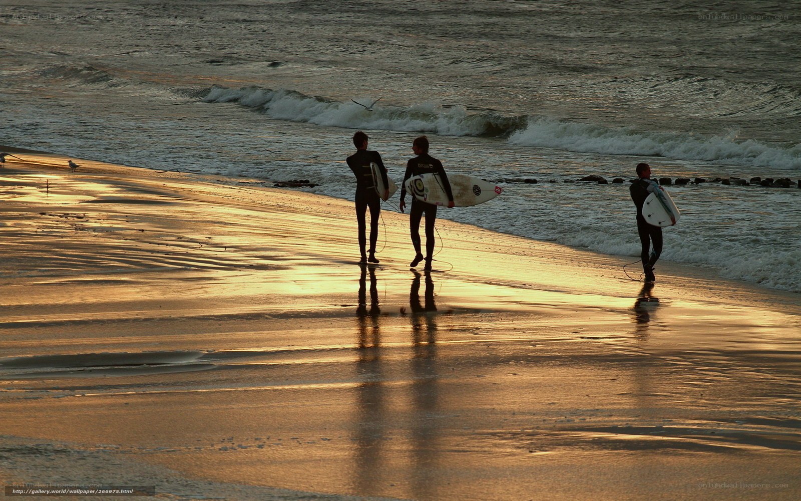 Surfers at sunset on the beach