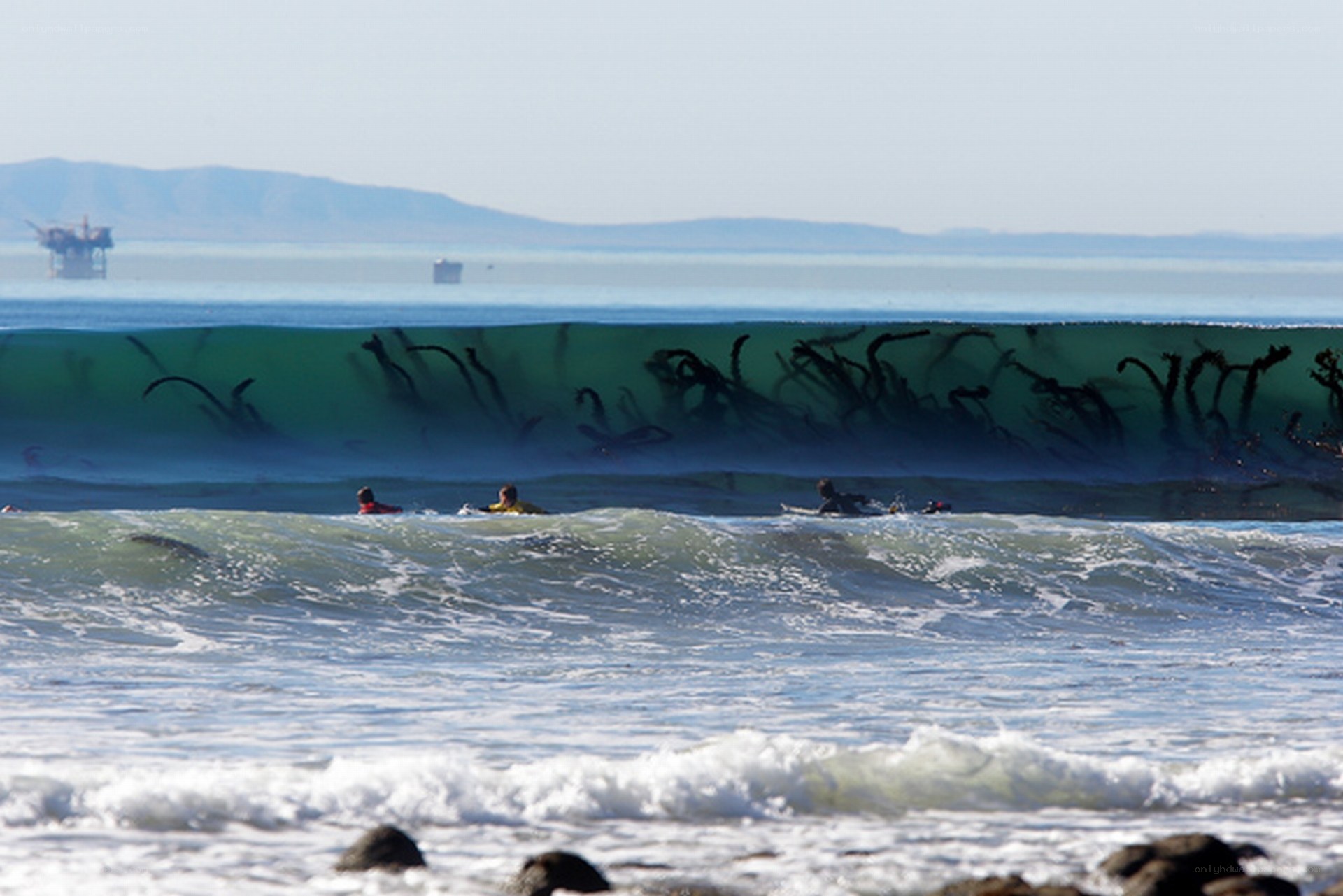 Surfers near kelp forest